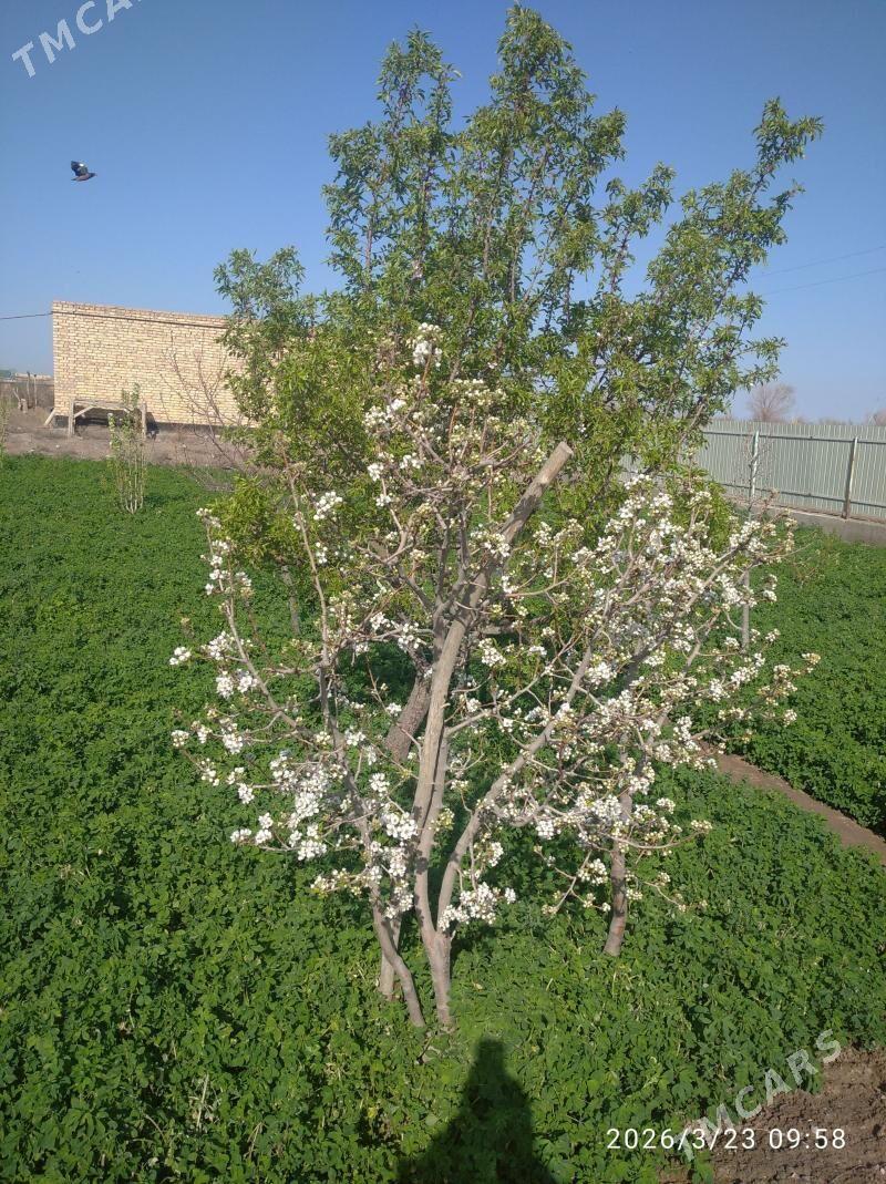 клевер - Туркменабат - img 1