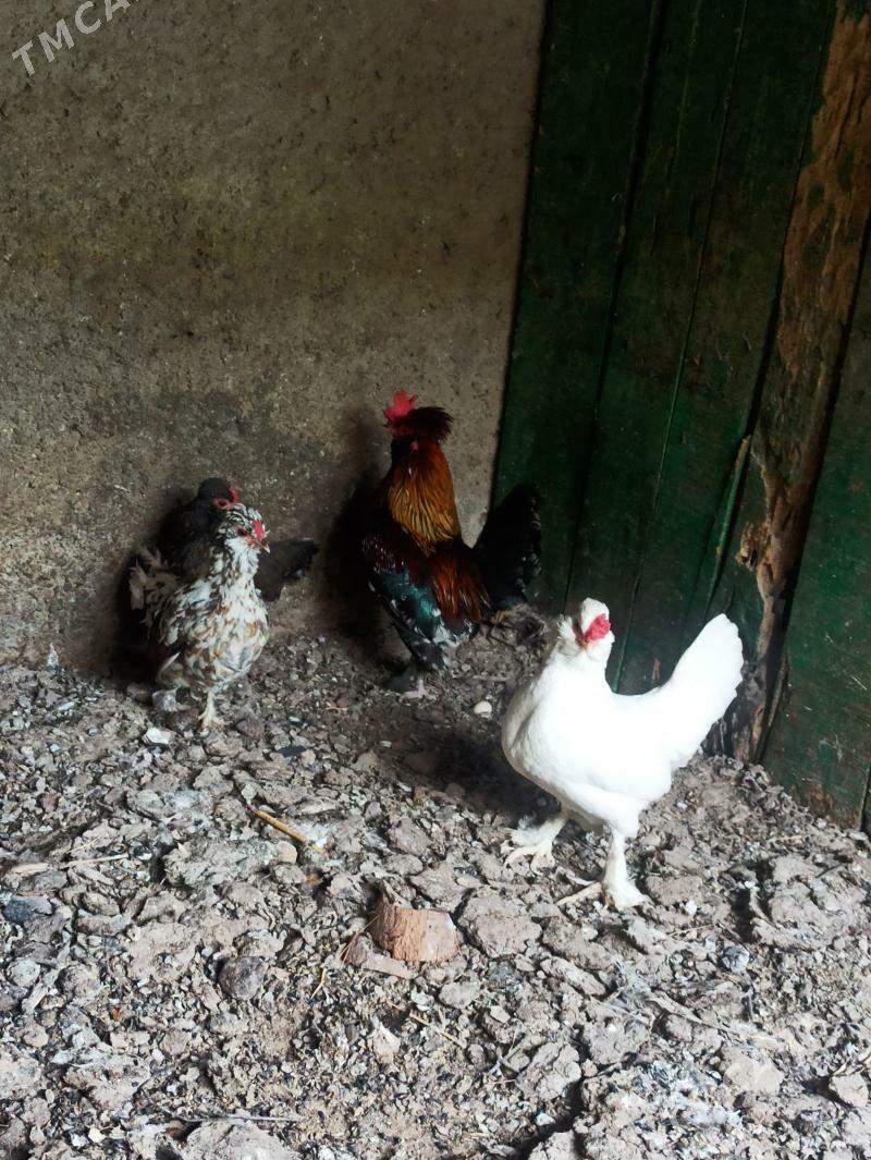 karlik - Анев - img 1