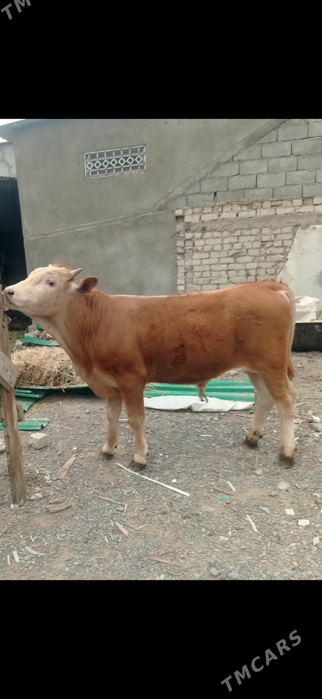 öküz - Aşgabat - img 1