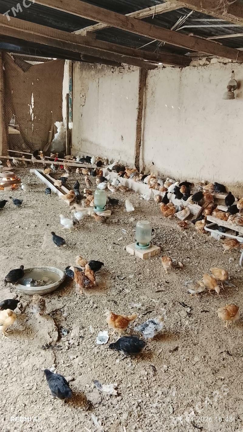 tovuk juje. - Туркменгала - img 1