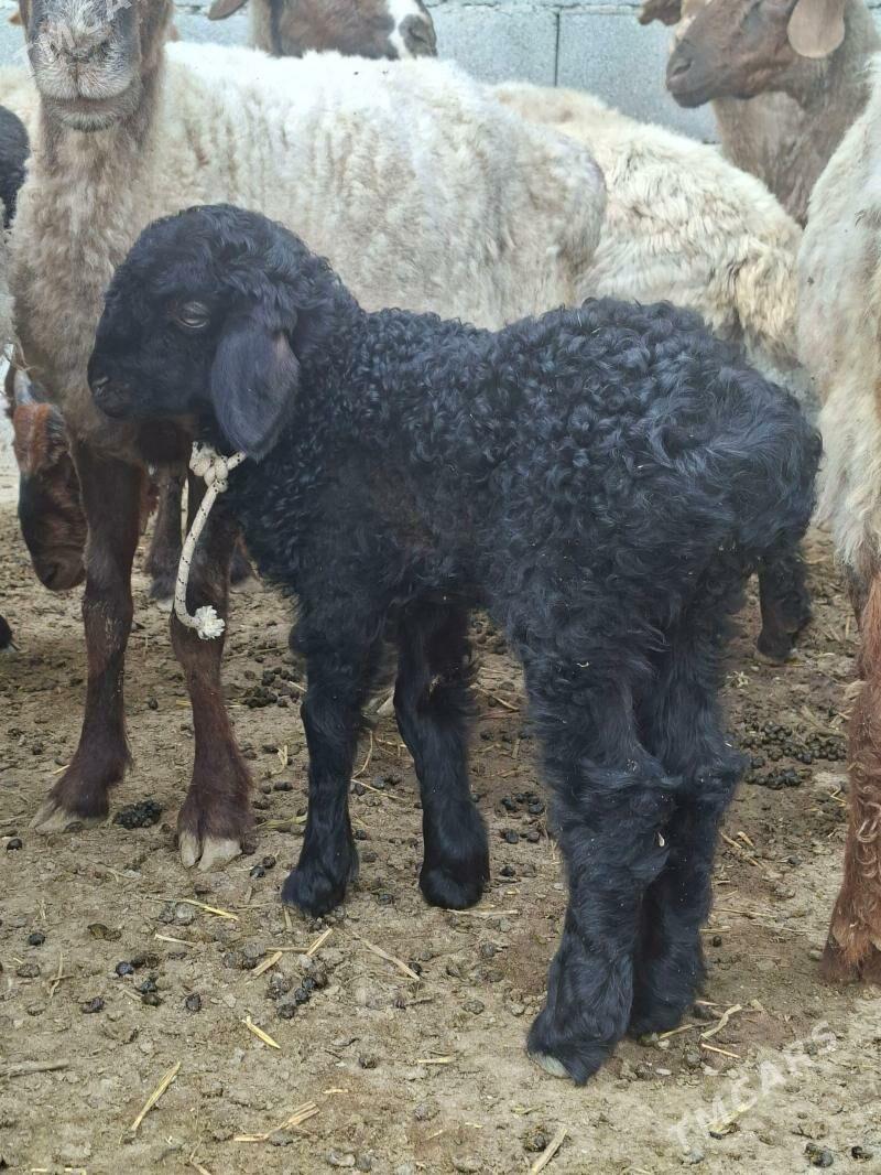 Gyzy ot iyya. - Gökdepe - img 1