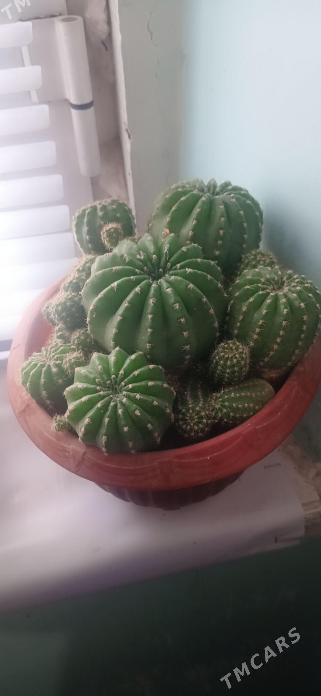 кактус - Гарадамак - img 1