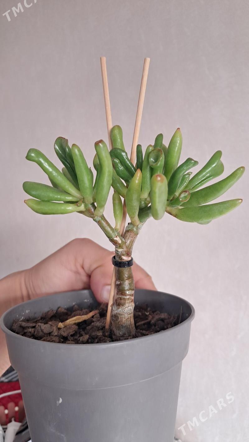 denzni derewa - Mary - img 1