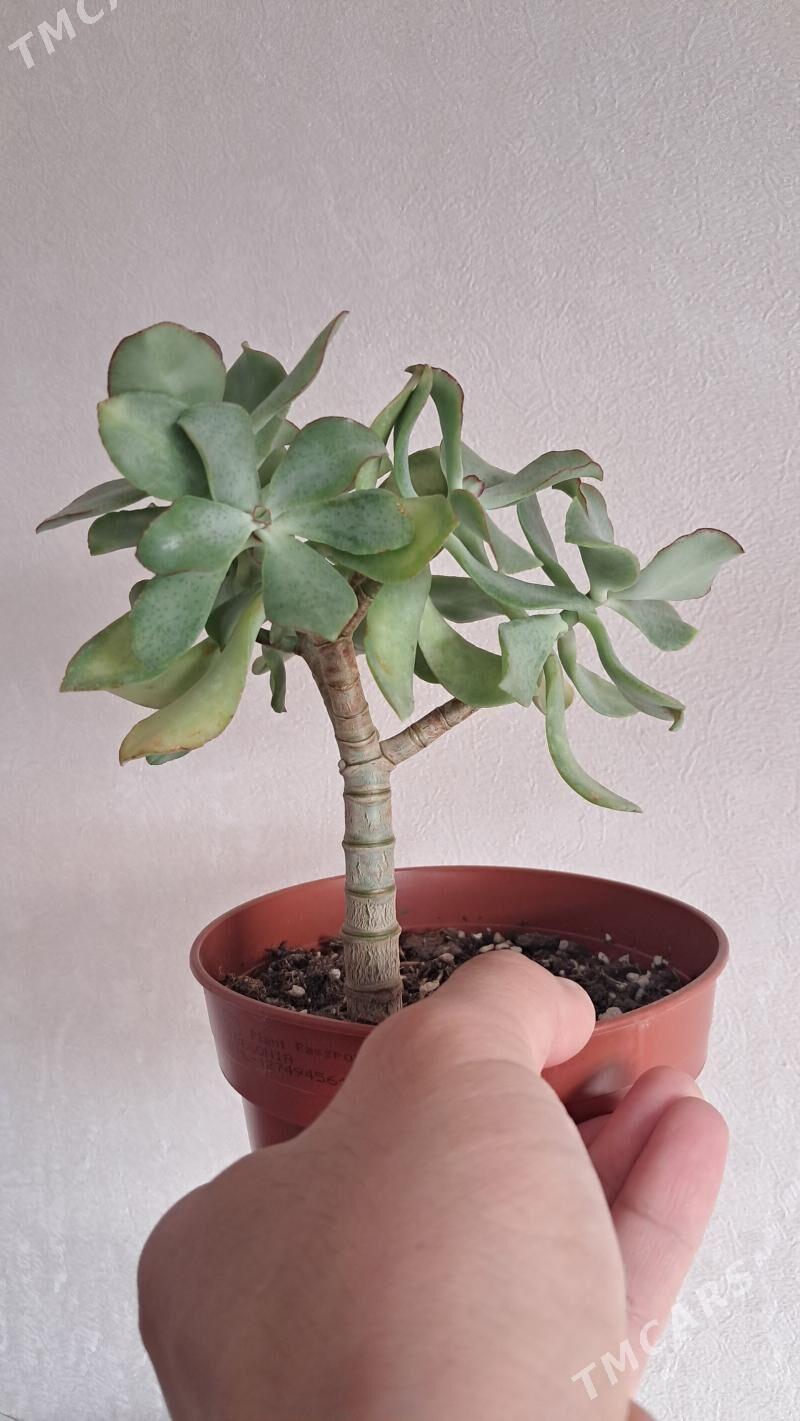 denzni gul - Mary - img 1