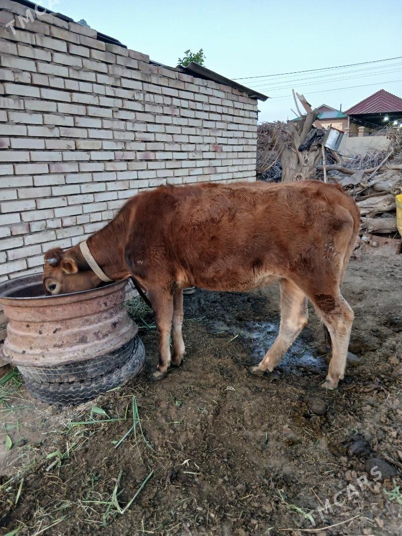 Gulajyn - Mary - img 1