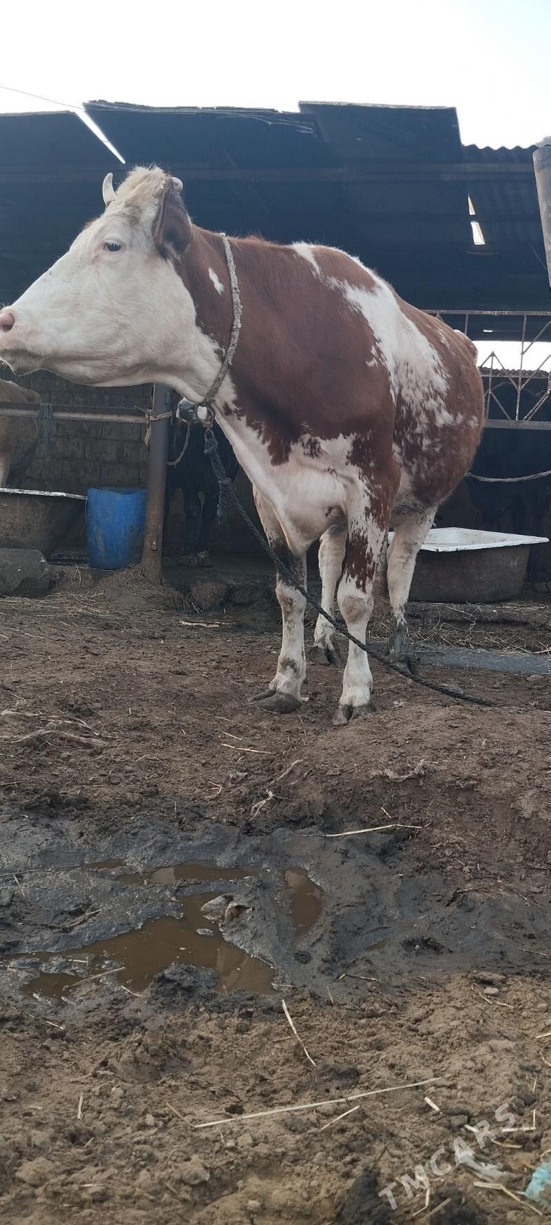 Simental bogaz sygyr - Анев - img 1