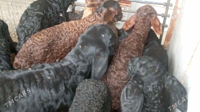 emdirme guzy - Мары - img 1