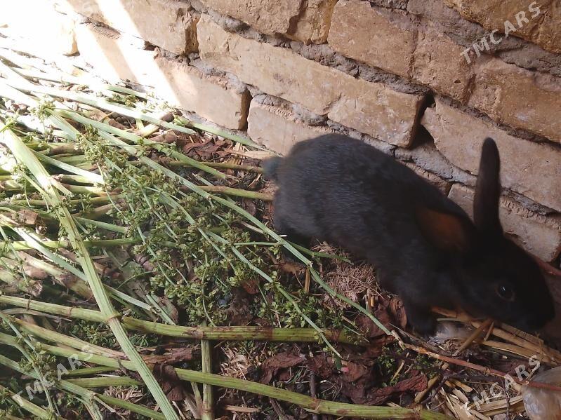 Towşan - Чарджоу - img 1