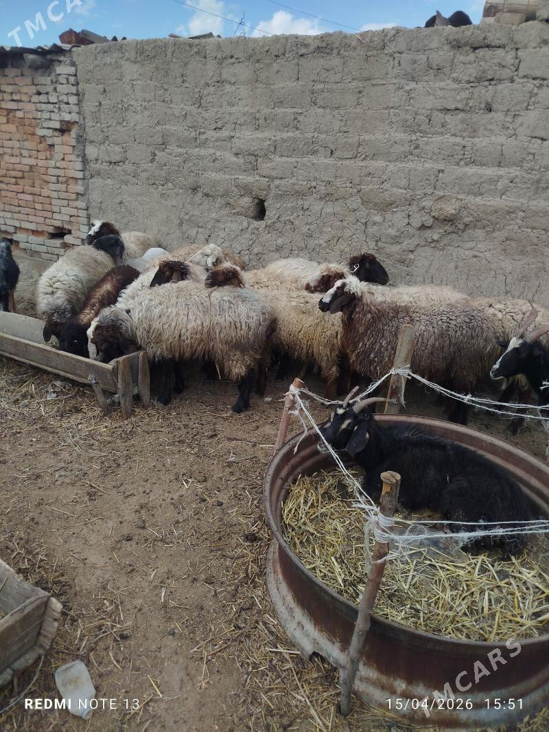 Guzuly goyunlar - Bäherden - img 1