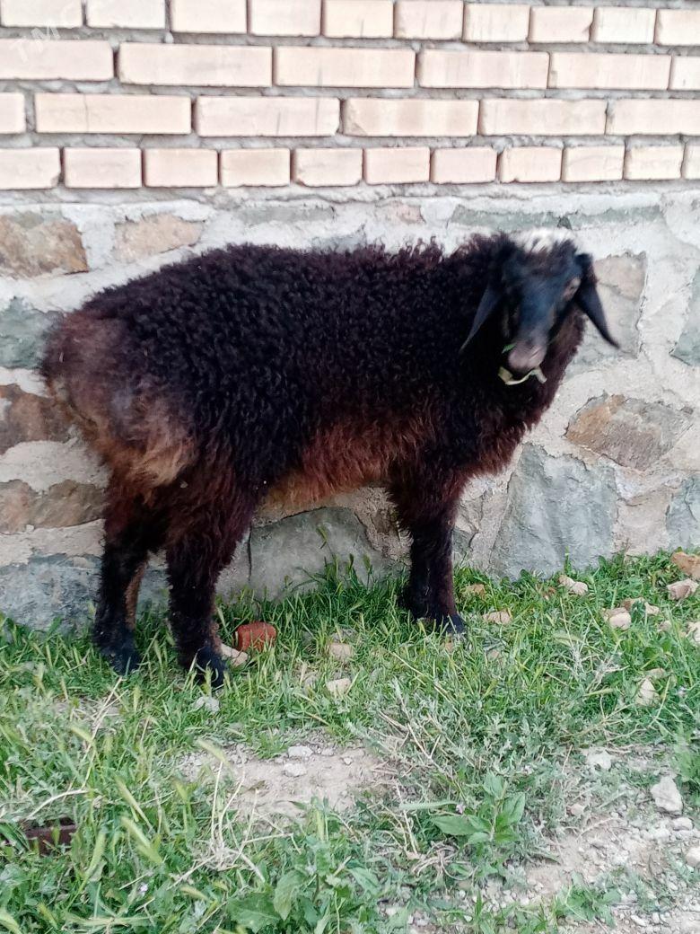 Tokly - Берекет - img 1