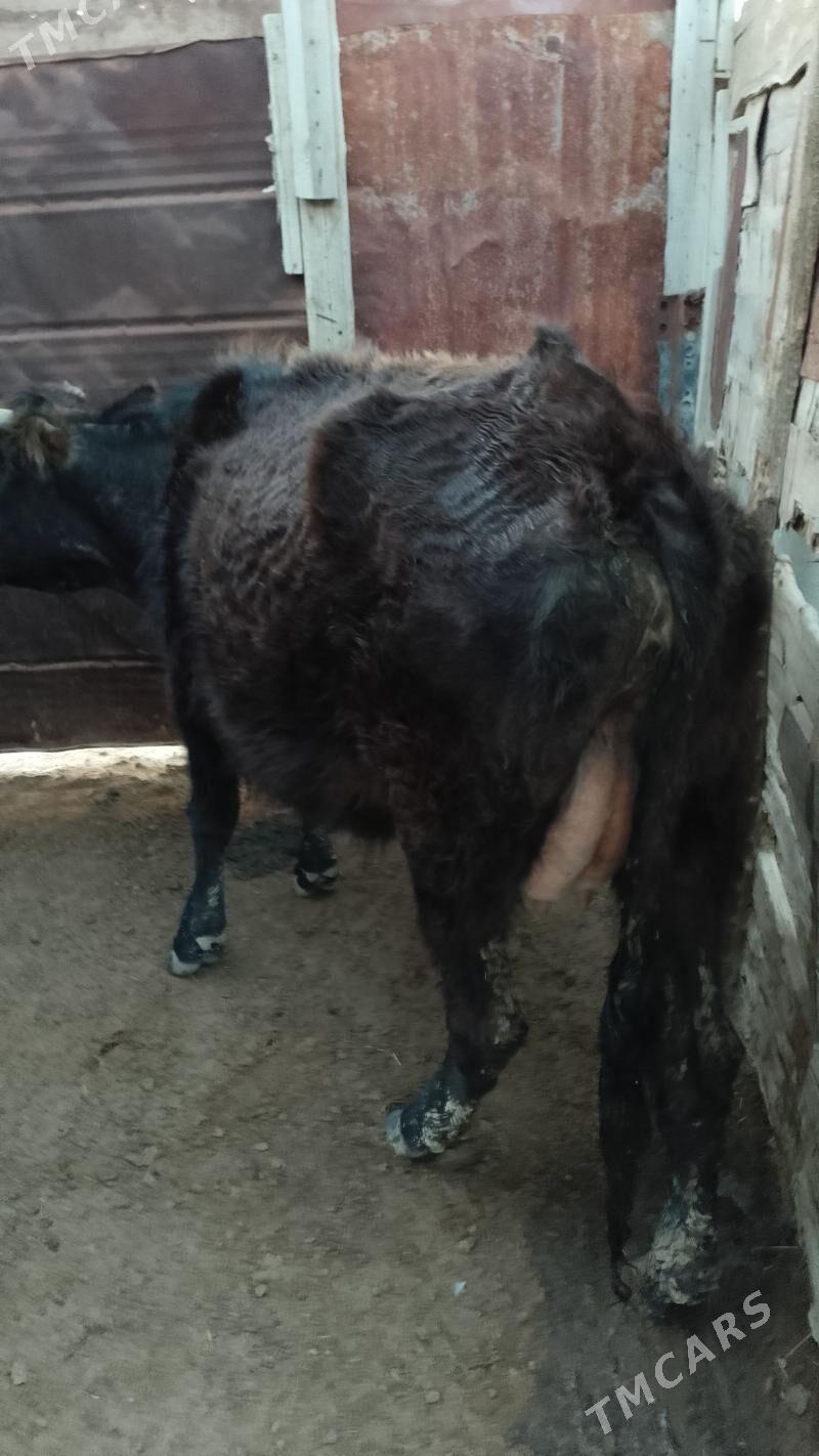 Göleli sygyr - Эсенгулы - img 1