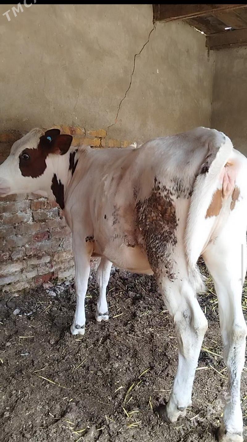 Simental Unajyn - Туркменабат - img 1