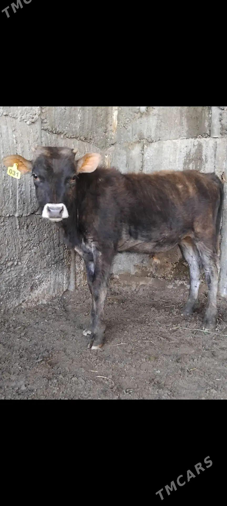 ŠWES OKUZ - Aşgabat - img 1