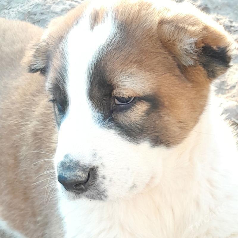 alabay - Dänew - img 1