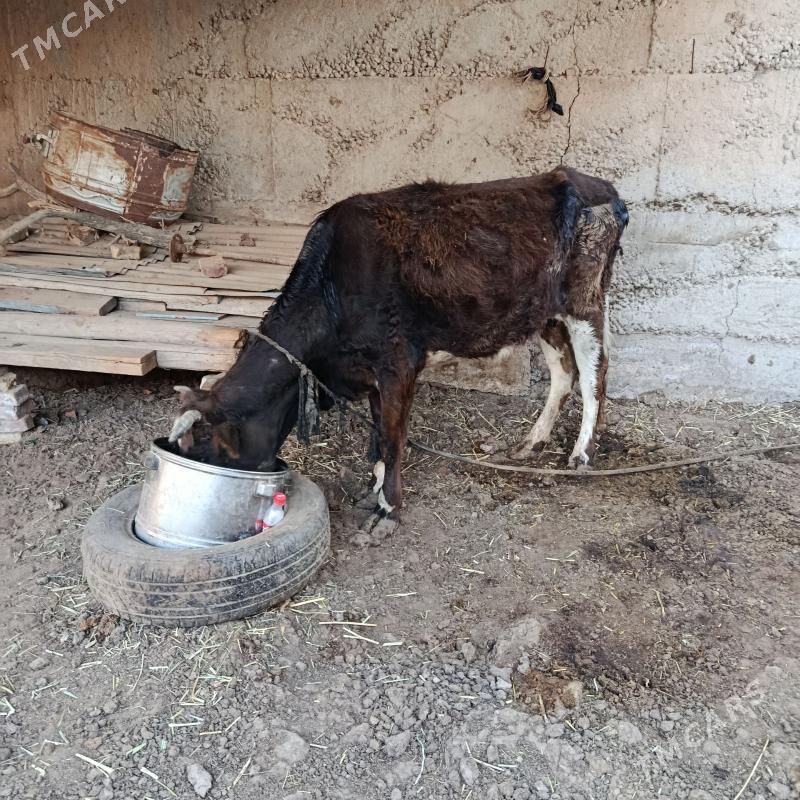 goleli sygyr - Теджен - img 1