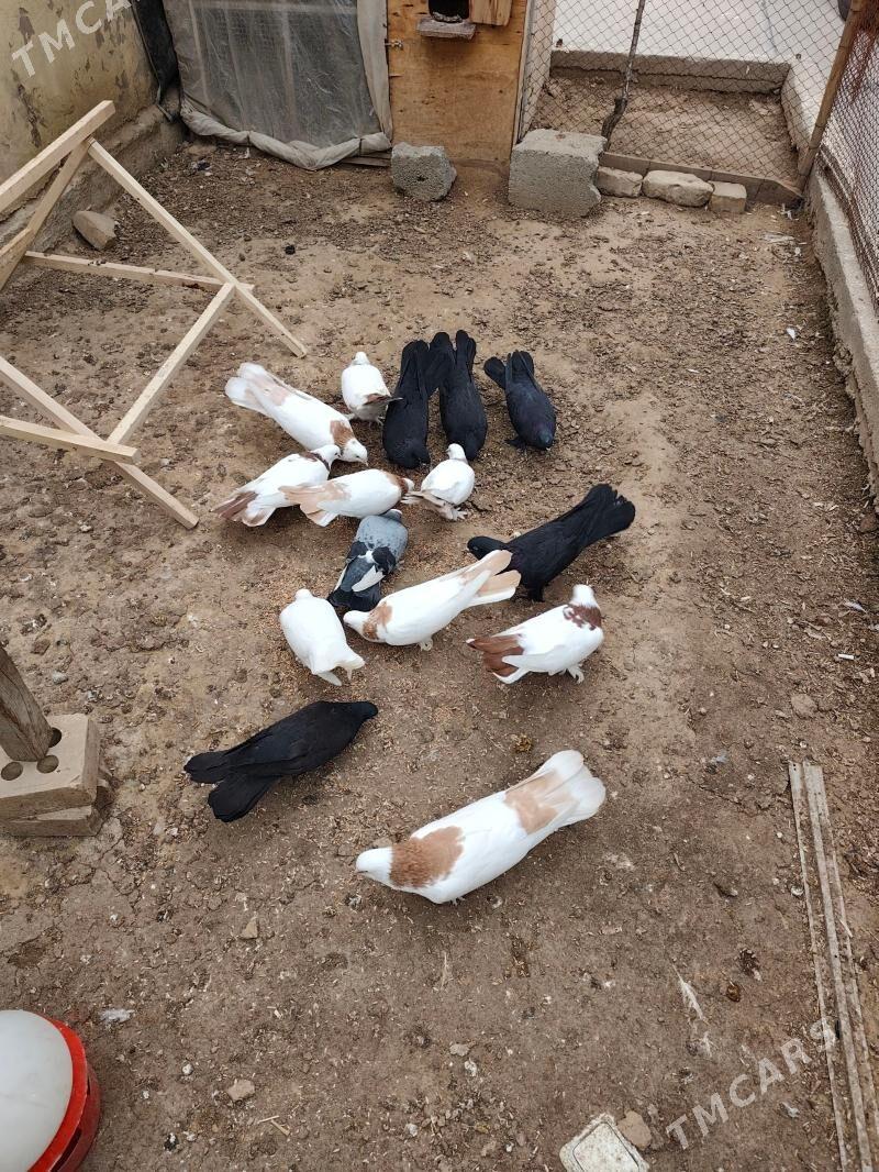 kepderi - Änew - img 1