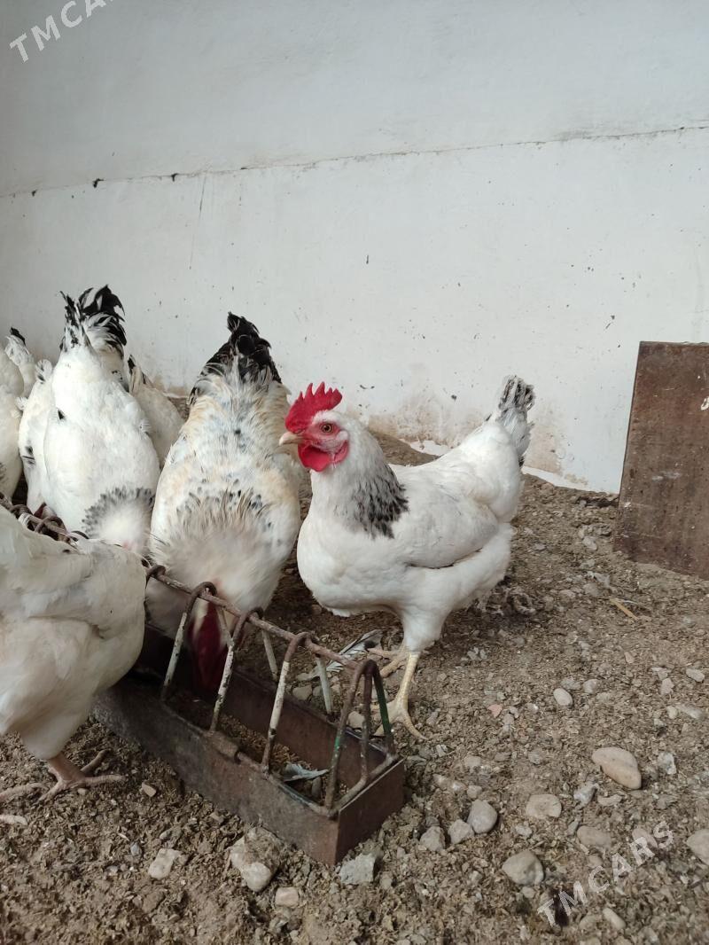 yumurtga - Балканабат - img 1