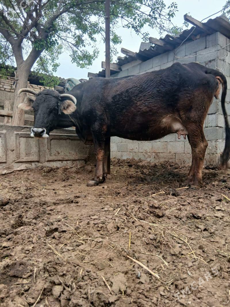 SYGYR - Чоганлы - img 1