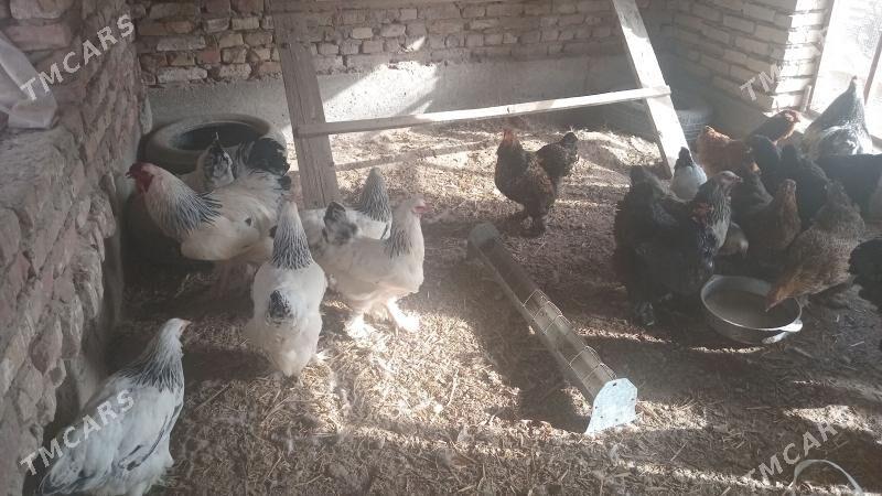 brama towuk horaz arginal - Çärjew - img 1