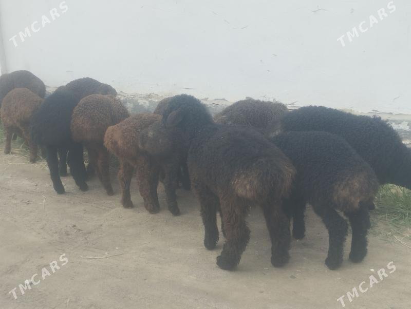 berre - Мары - img 1