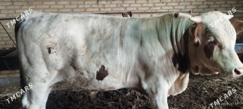 öküz - Сакар - img 1