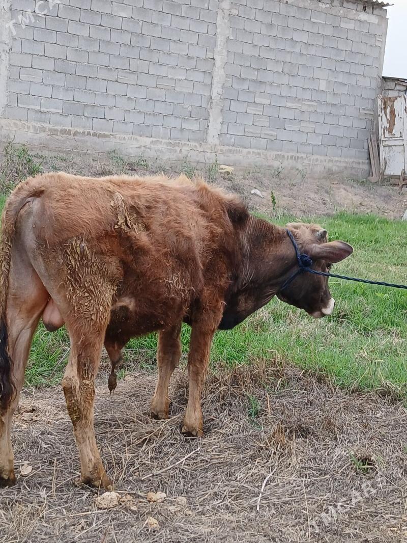 okuz - Gökje - img 1