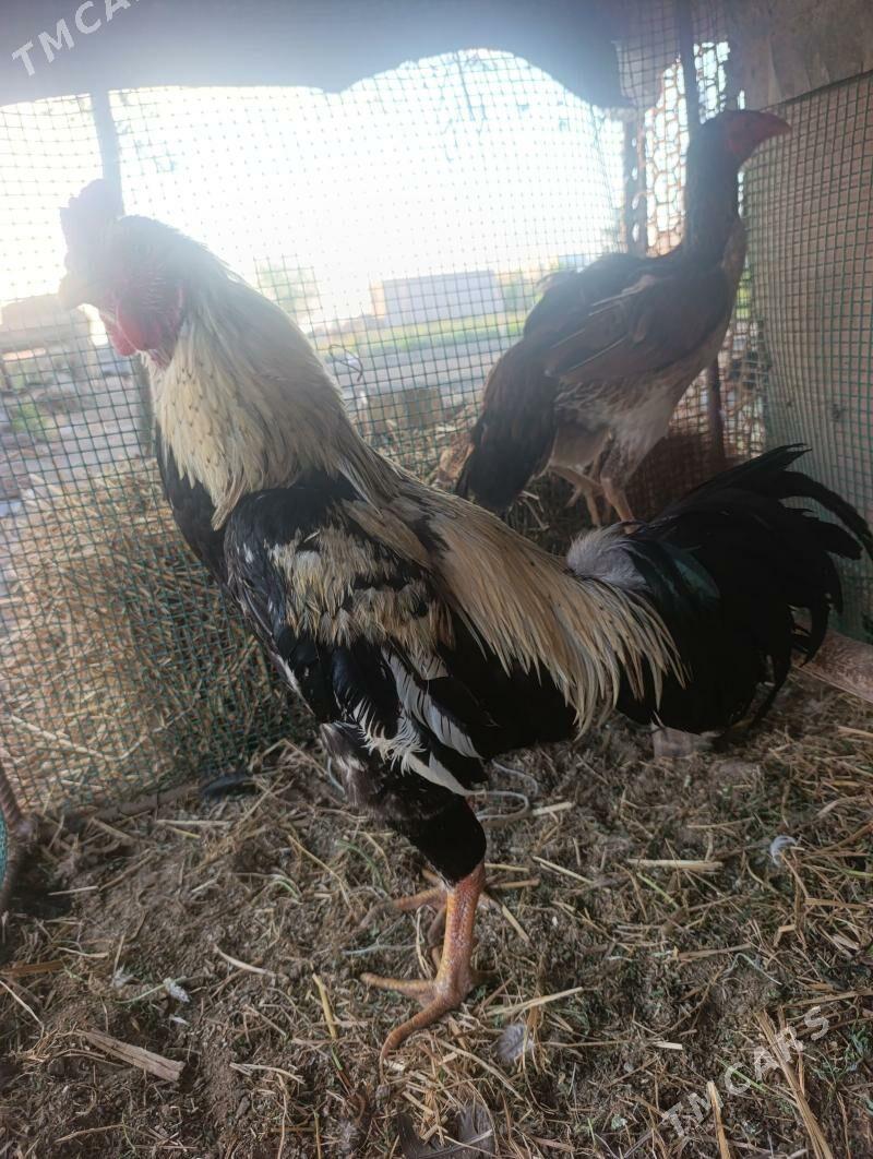 Baysow horas maki - Dänew - img 1