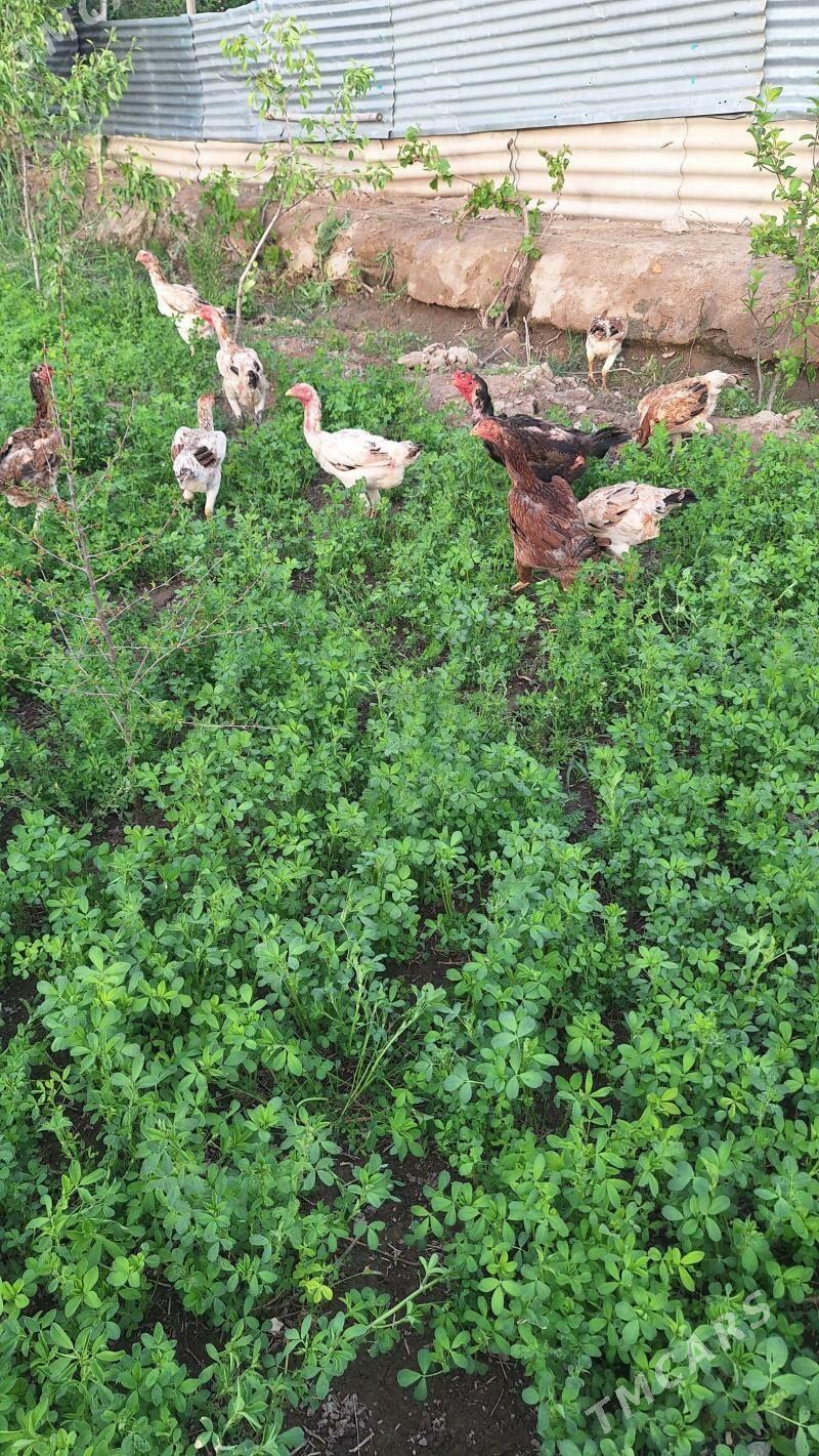 bayso towuk - Çärjew - img 1