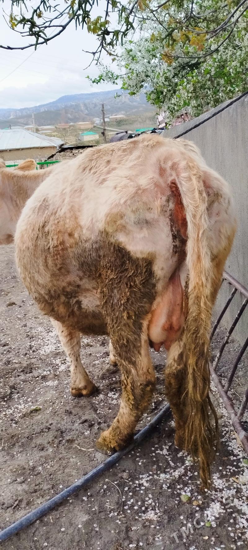 Tohum agyr bogoz sygyr - Бахарден - img 1