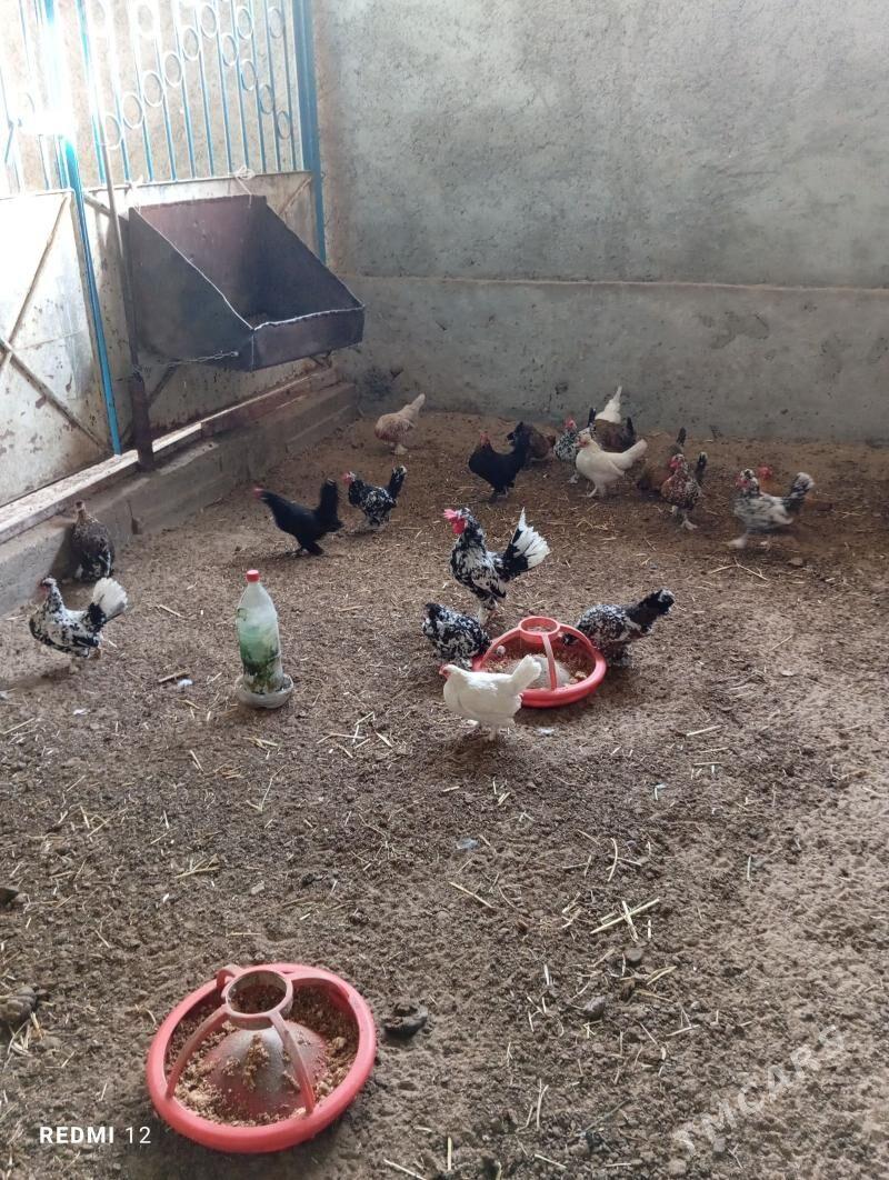 karlik towuk - Балканабат - img 1