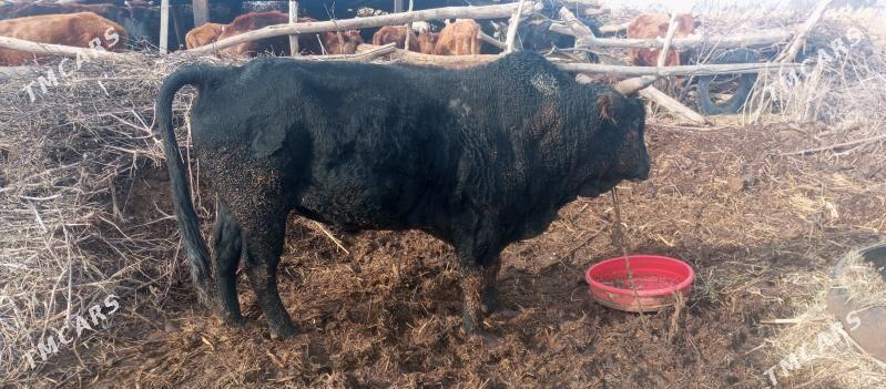 okyz - Hojambaz - img 1