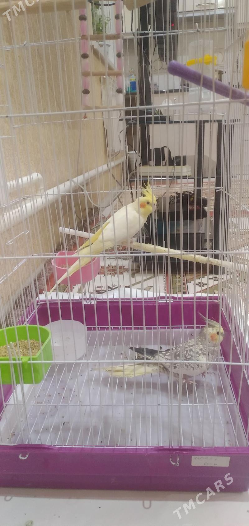 Попугай - Seýdi - img 1