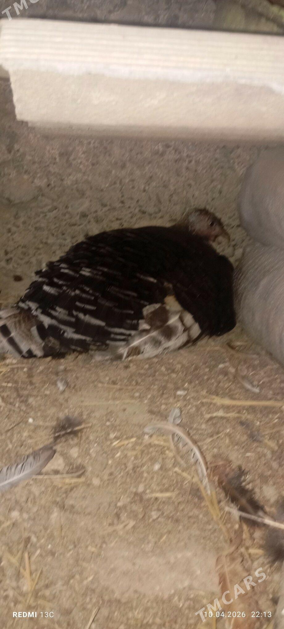 induk - Бахарден - img 1