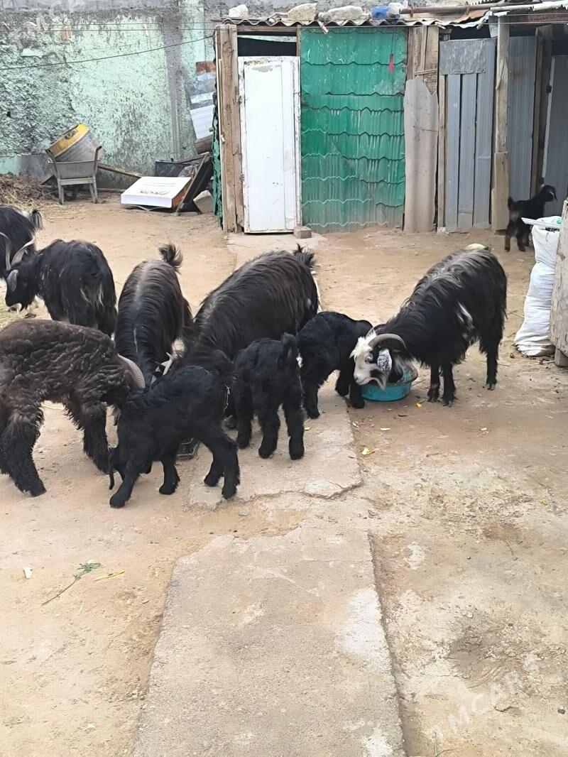 owlakly geciler - Ýalkym - img 1