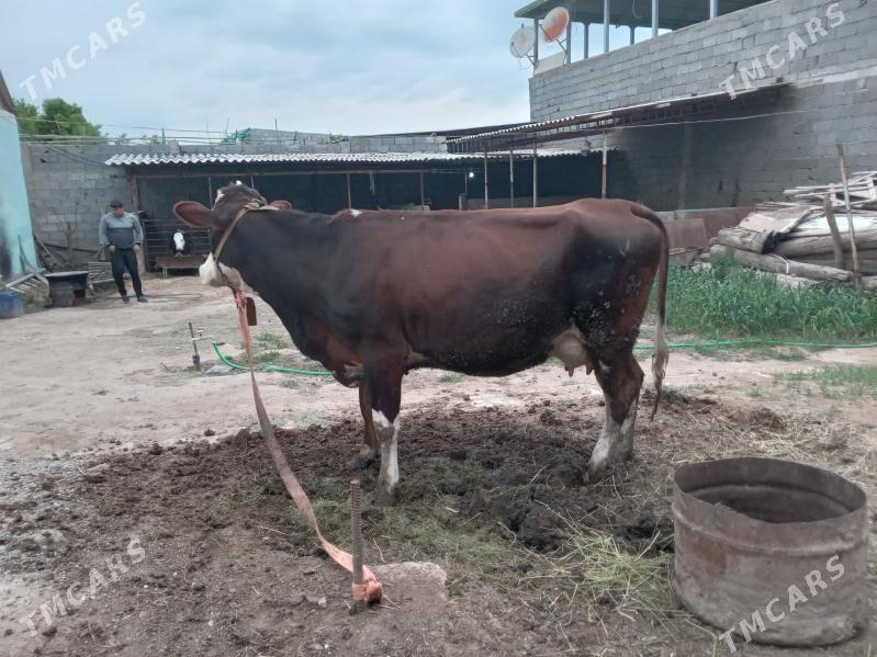 simental goleli sygyr - Гёкдже - img 1