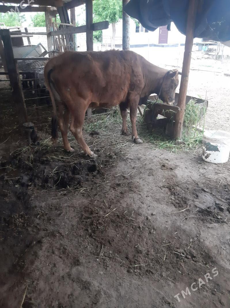 SYGYR - Gökje - img 1