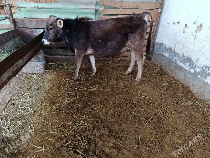 Öküz şwet - Ашхабад - img 1