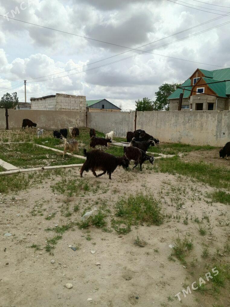 Geçi dog - Balkanabat - img 1