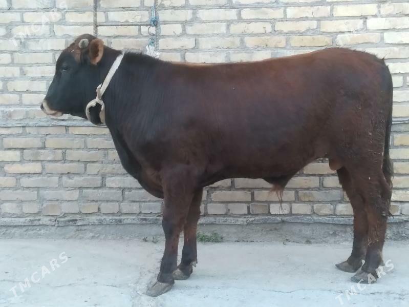 BAKLYK ÖKÜZ - Чарджоу - img 1