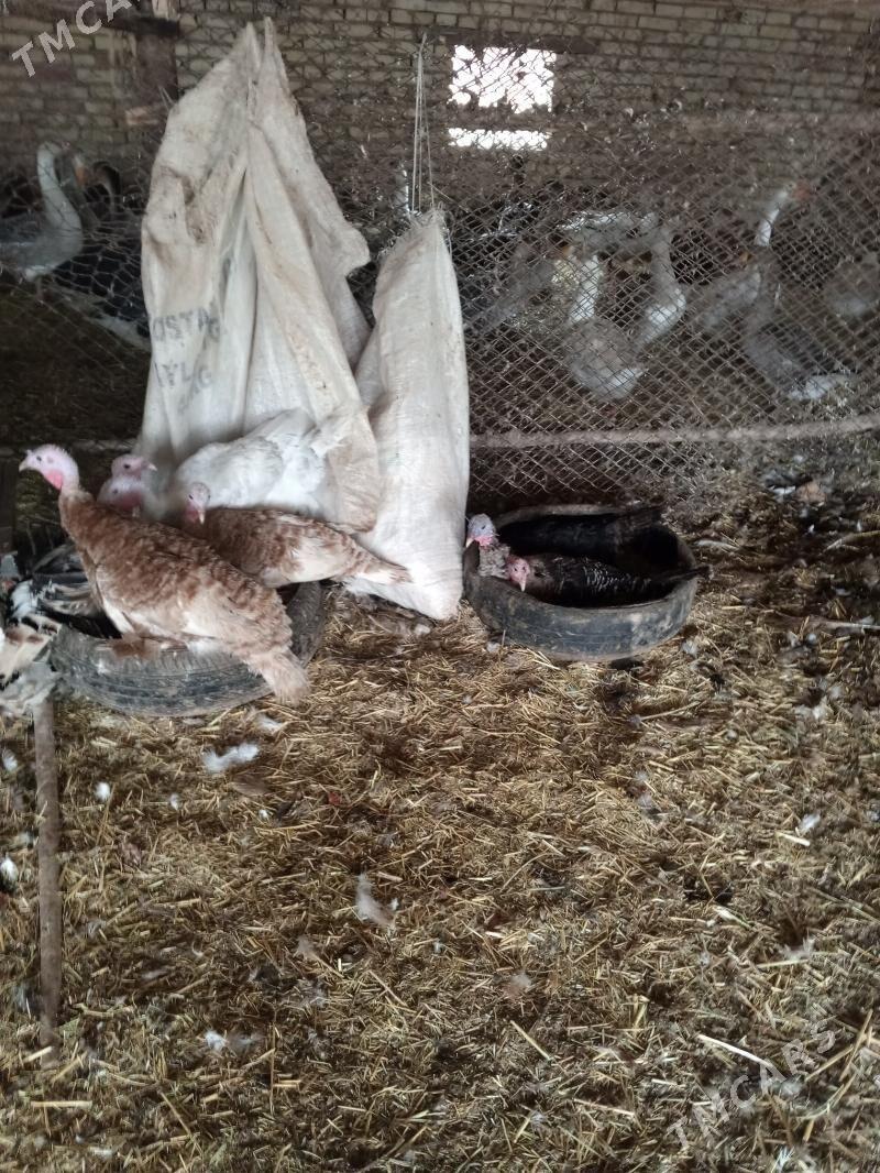 kürk induk - Мургап - img 1