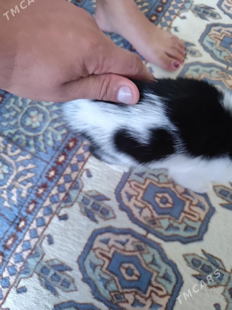 Pişik arassa - Türkmenabat - img 1