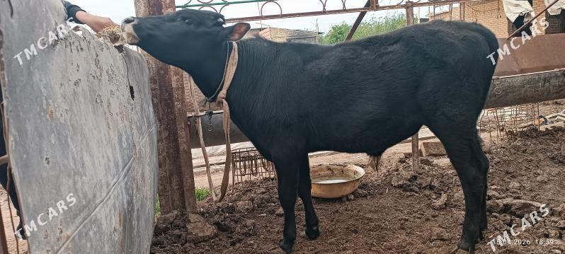 Sagdyn Okiz - Türkmenabat - img 1