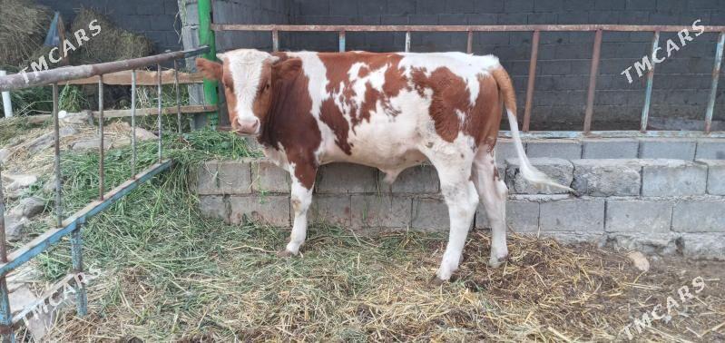 Simental öküz - Gökdepe - img 1