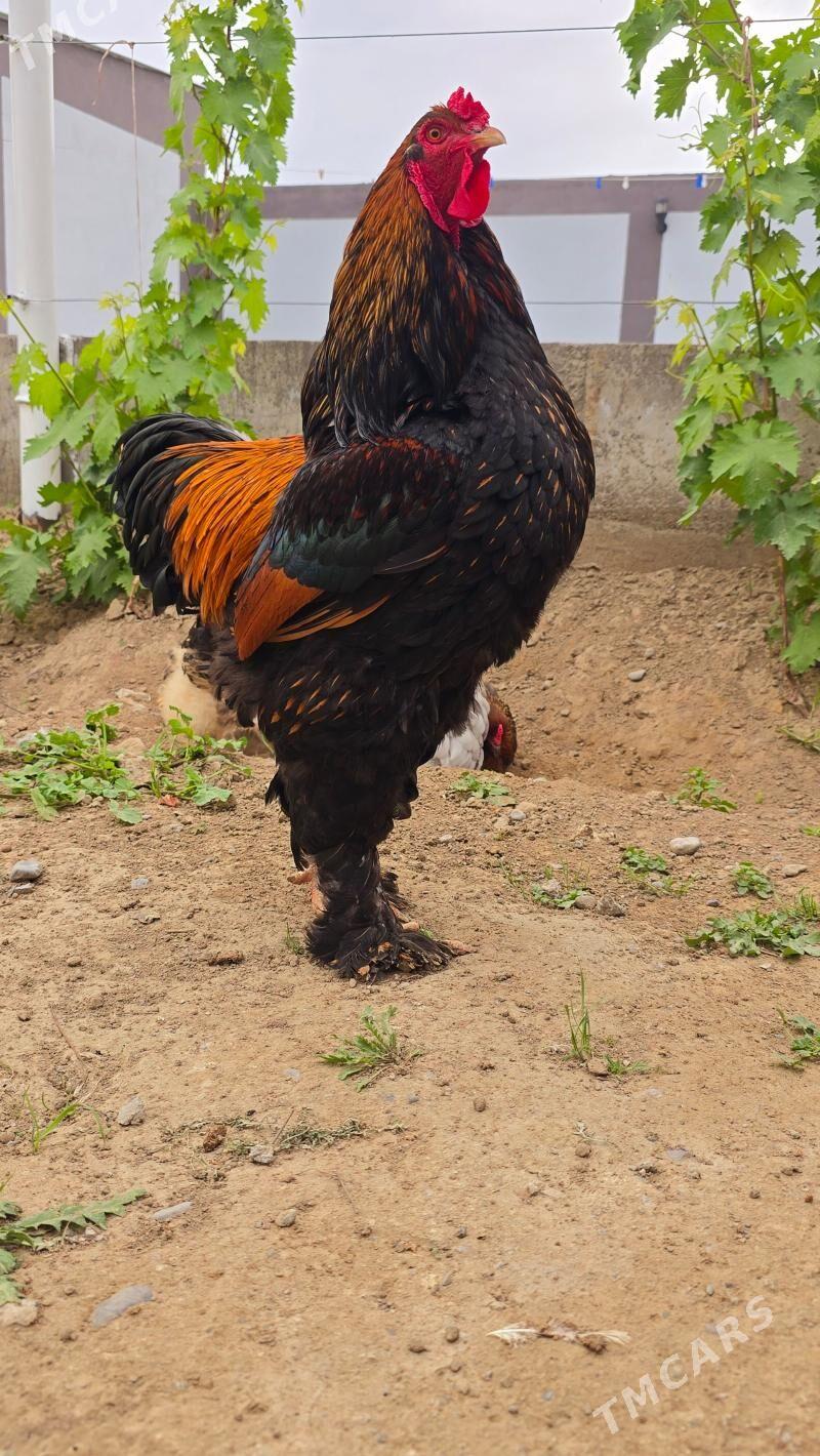 Byrama - Бузмеин - img 1