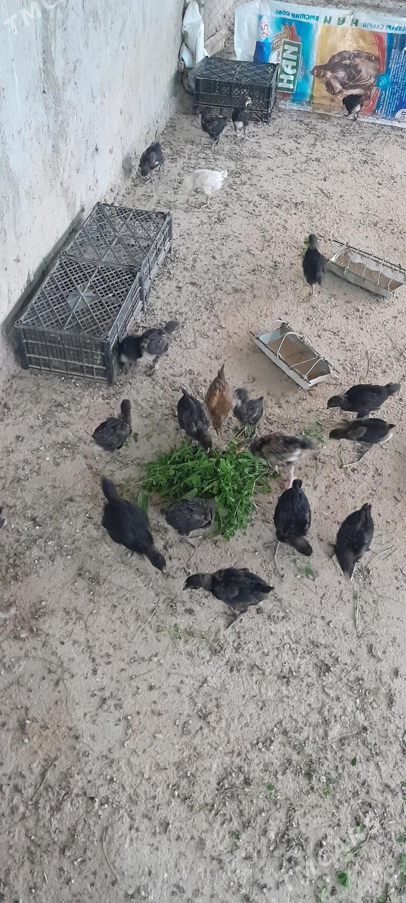 towuk juje - Ашхабад - img 1