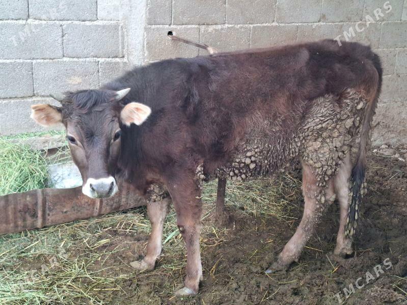 bogaz tuwe sves - Ak bugdaý etraby - img 1