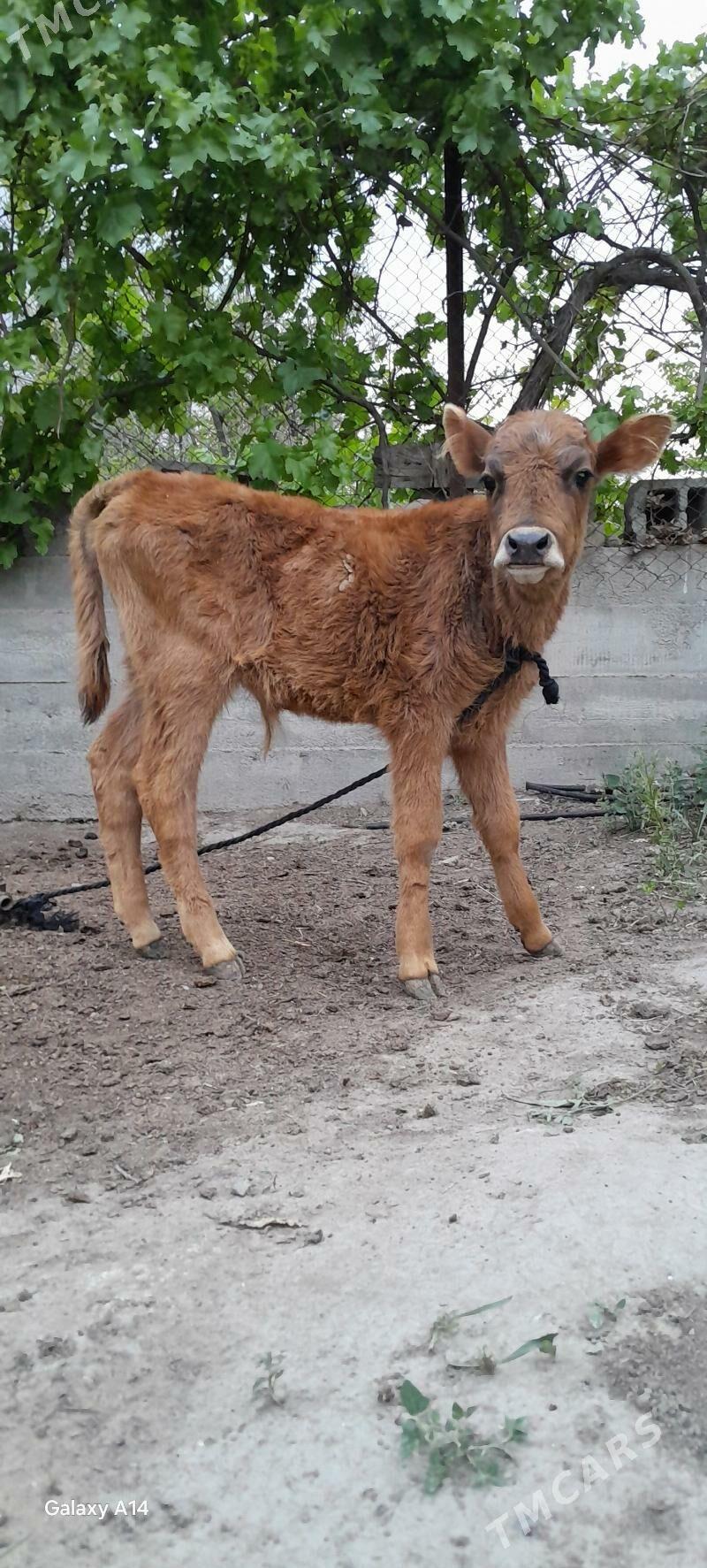 ÖKÜZÇE - Aşgabat - img 1