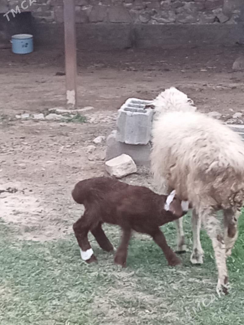 Guzyly goyun - Гызыларбат - img 1