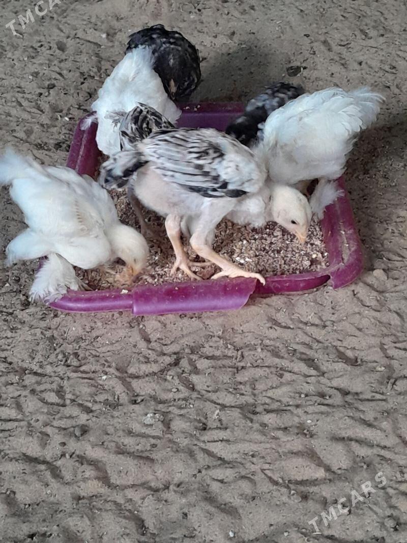 tasgent karlik juje - Бузмеин - img 1