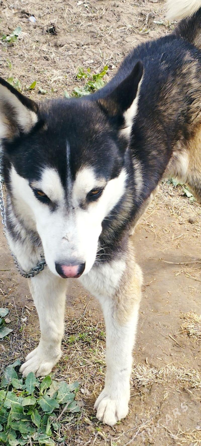 haski - Туркменабат - img 1